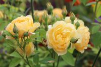 den engelska trädgården austinros golden celebration