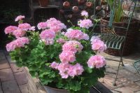 den engelska trädgården pelargoner växthus