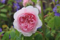 den engelska trädgården austinros wisley 2008