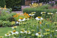 den engelska trädgården echinacea alba solhatt