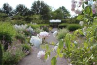 den engelska trädgården kantnepeta rosor