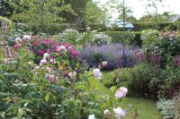 den engelska trädgården austinros gertrude jekyll plantshop plantskola