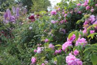 den engelska trädgården strandveronika pink damask