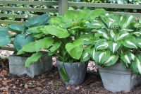 den engelska trädgården skugghus shade house funkia kollektion hosta collection