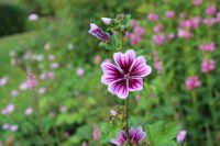 den engelska trädgården malva zebrinus magic hollyhock