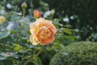 den engelska trädgården austinros grace stäppsalvia salvia nemorosa caradonna