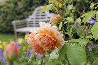 den engelska trädgården austinros grace lutyensbänk