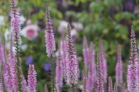 den engelska trädgården strandveronika veronica pink damask