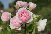 den engelska trädgården austinros wisley 2008