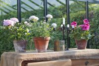 den engelska trädgården pelargoner växthus
