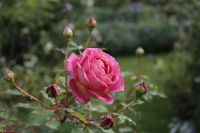 den engelska trädgården kantnepeta rosor